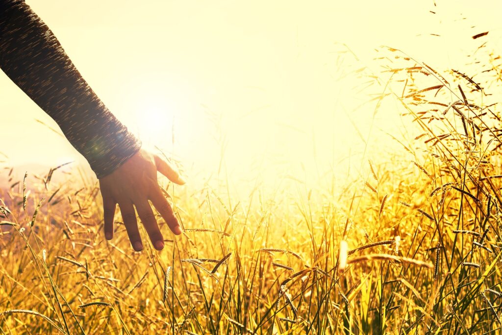 Peaceful image of a hand and a field